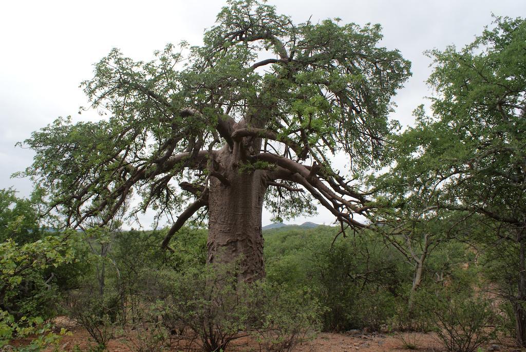 Adansonia Eco Lodge Musina Exteriér fotografie