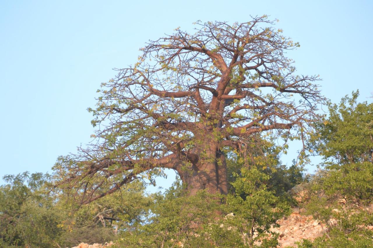 Adansonia Eco Lodge Musina Exteriér fotografie